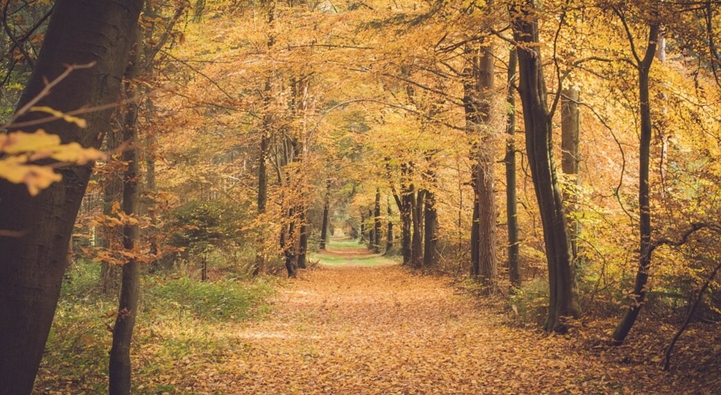 Forest in Autumn