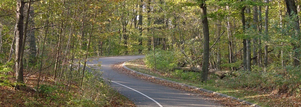 Forest road