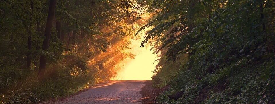 Forest sunlight